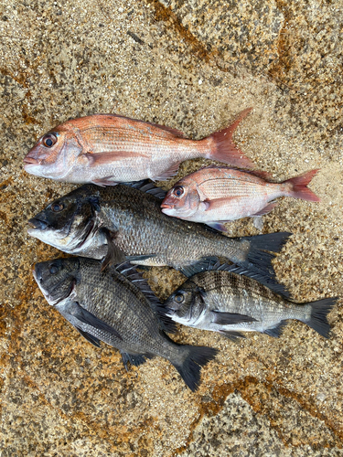 チヌの釣果