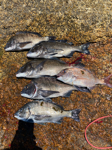 チヌの釣果