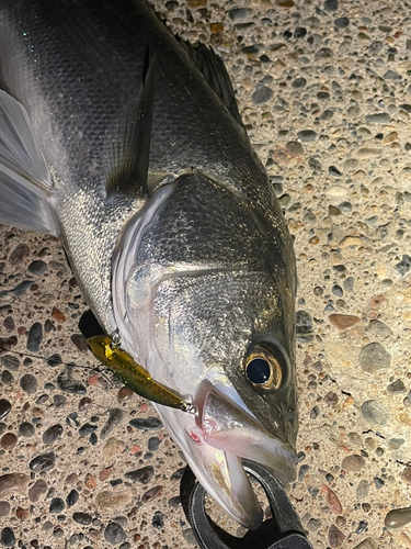 シーバスの釣果