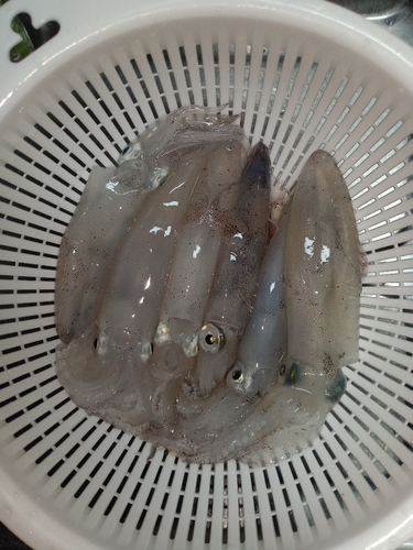 マメイカの釣果