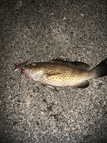 オオモンハタの釣果