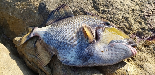 ゴマモンガラの釣果