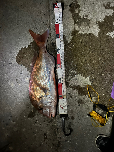 タイの釣果