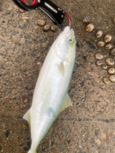 ワカシの釣果