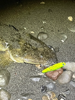 マゴチの釣果