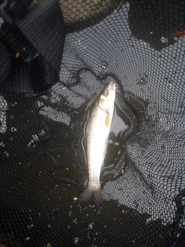 ウグイの釣果