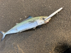 サゴシの釣果