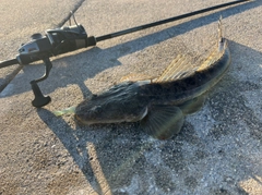 マゴチの釣果