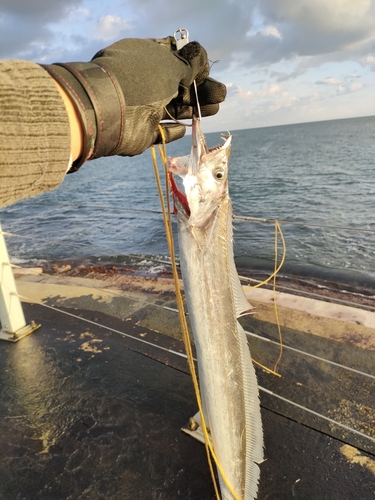 タチウオの釣果