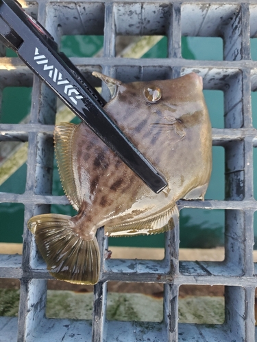 カワハギの釣果