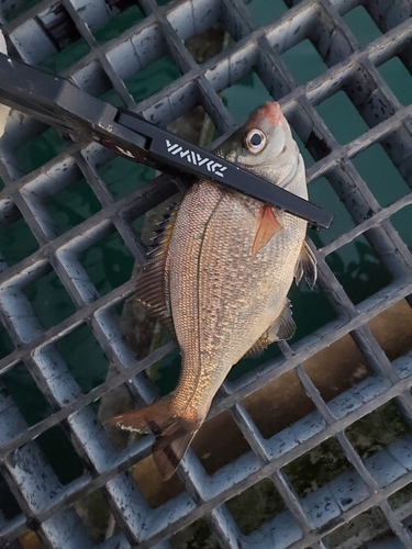 ウミタナゴの釣果