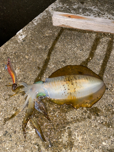 アオリイカの釣果