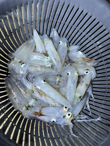 ヒイカの釣果