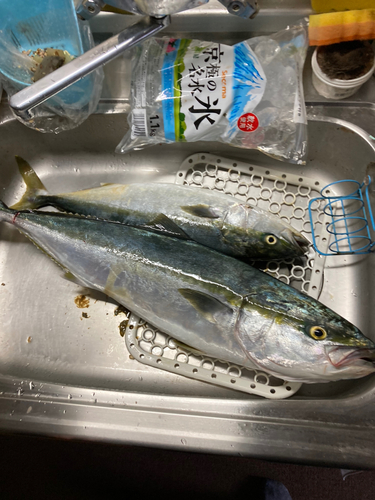 ワラサの釣果