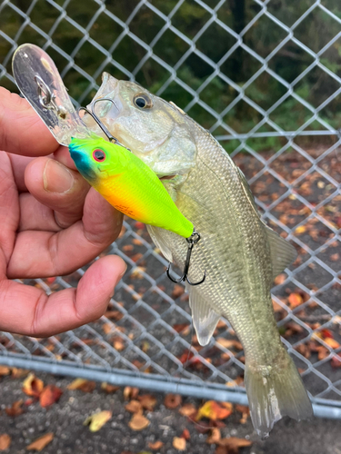 ラージマウスバスの釣果