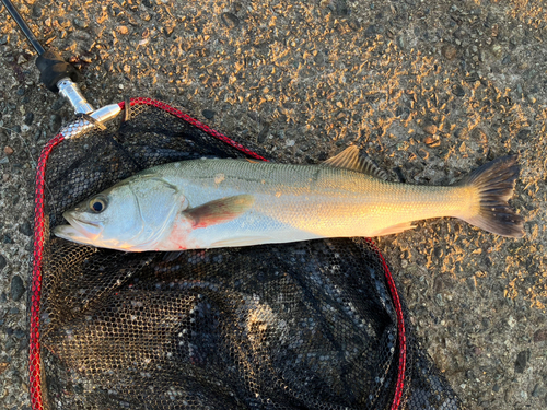 スズキの釣果