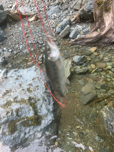 レインボートラウトの釣果