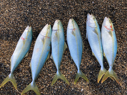 イナダの釣果