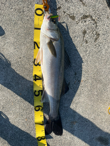 シーバスの釣果