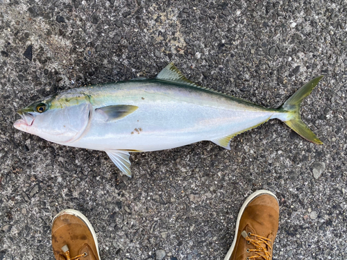 ブリの釣果