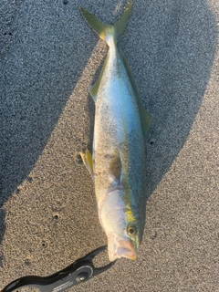 ワカシの釣果