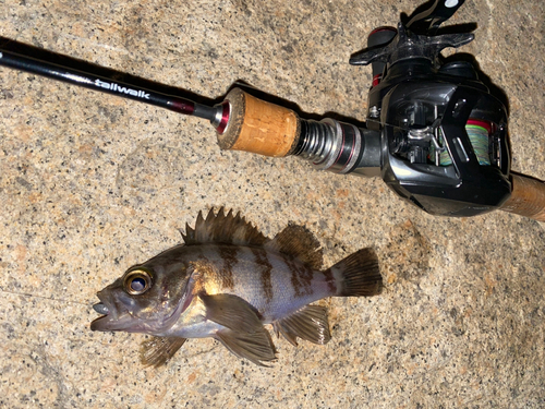 メバルの釣果