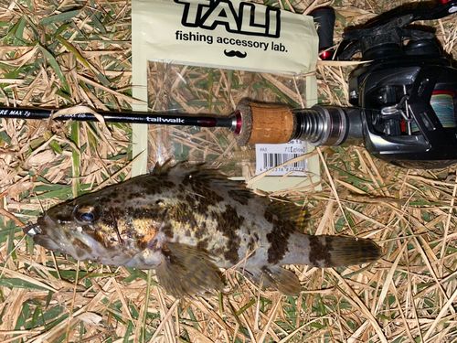 タケノコメバルの釣果