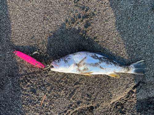 ニベの釣果