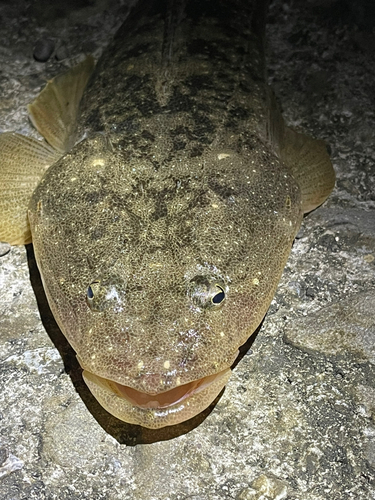 マゴチの釣果