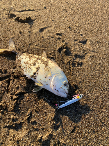 ロウニンアジの釣果