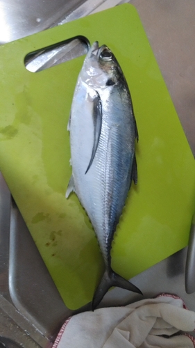 オニアジの釣果