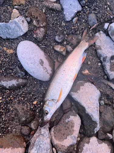 ウグイの釣果