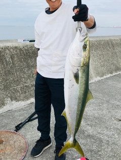 ブリの釣果