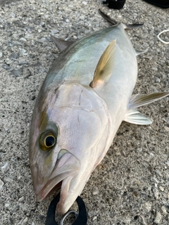 カンパチの釣果