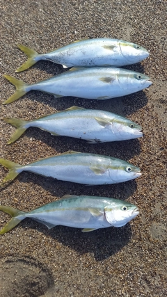 イナダの釣果