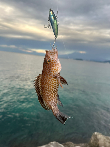 オオモンハタの釣果