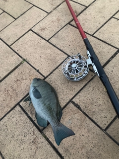 メジナの釣果