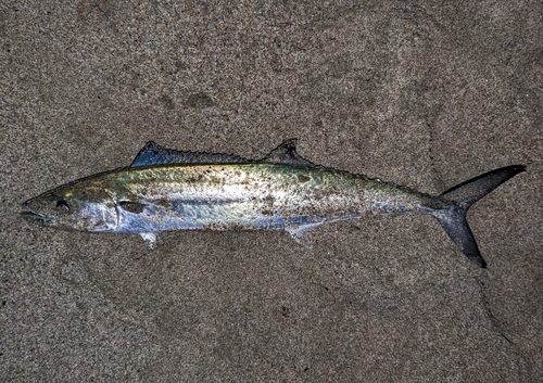 サゴシの釣果