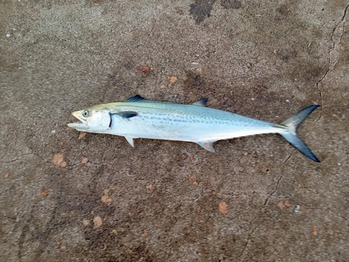 サゴシの釣果