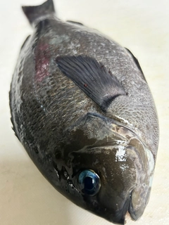 メジナの釣果