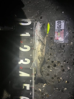 シログチの釣果