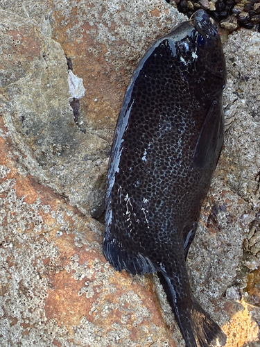 イシガキダイの釣果