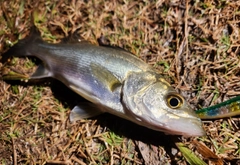 セイゴ（タイリクスズキ）の釣果