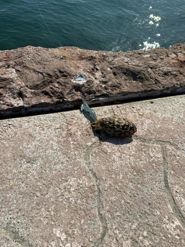 モンゴウイカの釣果