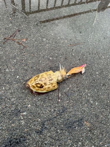 モンゴウイカの釣果