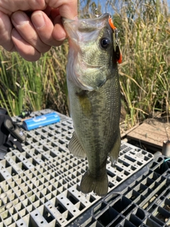 ラージマウスバスの釣果