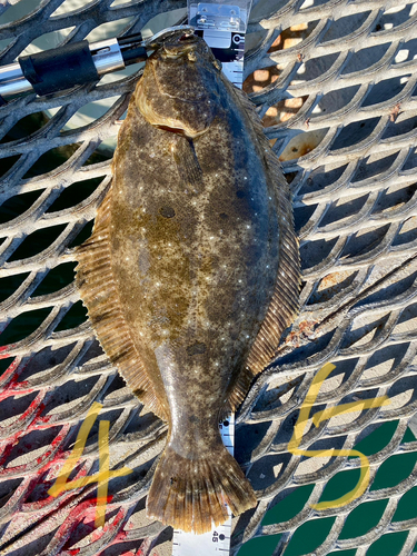 ヒラメの釣果