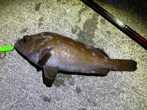 エゾメバルの釣果