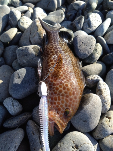 オオモンハタの釣果