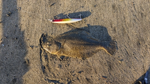 ソゲの釣果